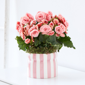 Beautiful Begonia