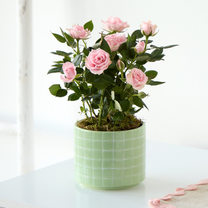 Pink Rose Plant