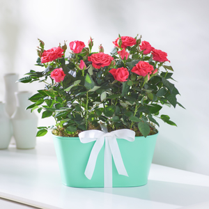 Pink Rose Duo