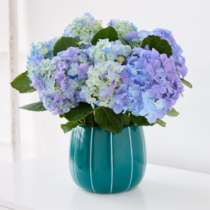 Beautiful Blue Hydrangea