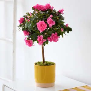 Mum's Amazing Azalea