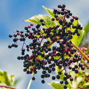 Adams Elderberry
