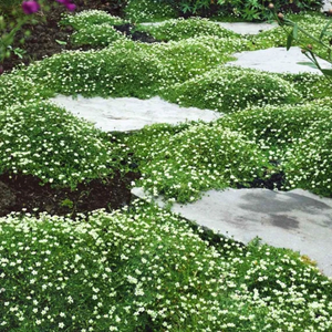 Irish Moss