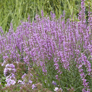 Lythrum virgatum 'Dropmore Purple'