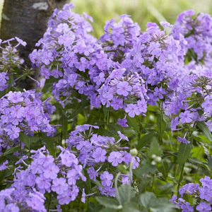 Phlox 'Blue Paradise'