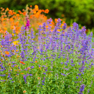 Catmint 'Six Hills Giant' | Nepeta