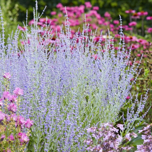 Perovskia 'Little Spire'