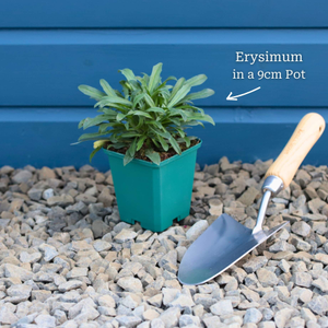 Perennial Wallflower | Erysimum 'Bowles's Mauve'