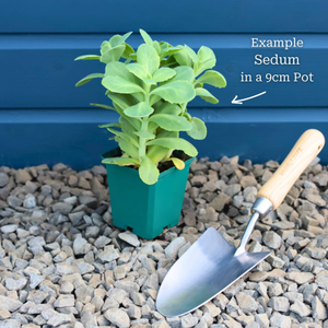 Sedum 'Brilliant'