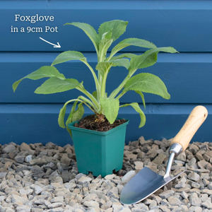 Peach Foxglove | Digitalis 'Dalmatian Peach'