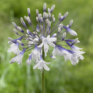 Agapanthus 'Twister'