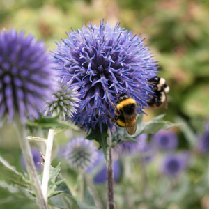 Globe Thistle | Echinops ritro