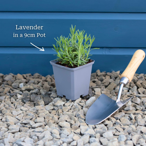 English Lavender 'Munstead' | Lavandula angustifolia