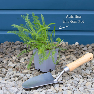 Achillea 'Lilac Beauty'