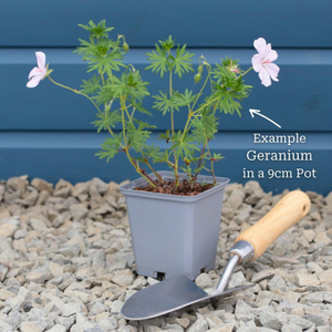 Geranium 'Johnson's Blue'