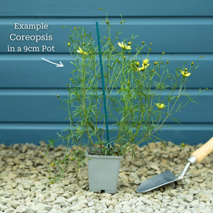Coreopsis verticillata 'Moonbeam'