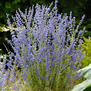 Perovskia 'Blue Spire'