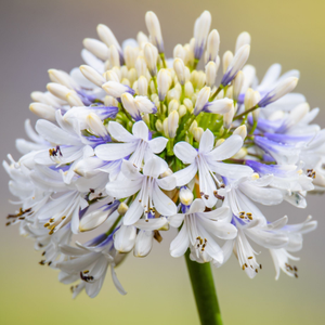 Agapanthus 'Queen Mum'