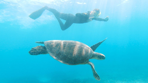Volunteer in Australia