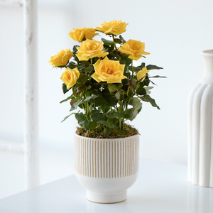 Sunny Rose Plant