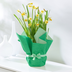 Springtime Narcissi