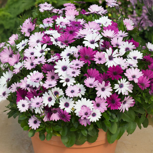 Osteospermum F1 Akila Berries & Cream Mixed | Tray of 28 Value Large Plug Plants