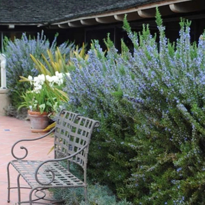 Rosemary Tuscan Blue