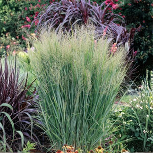 North Wind Switchgrass