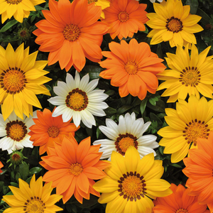 Gazania New Day Sunshine Mixed | Tray of 60 Value Plug Plants