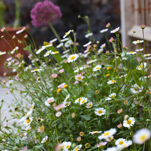 Mexican Fleabane | Erigeron karvinskianus 'Profusion'