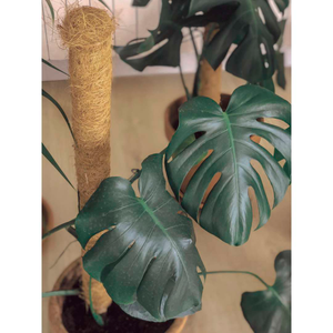 Tutor de coco para planta STAKE COCO Nortene