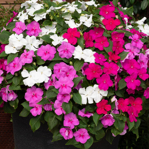Impatiens Beacon Berry Ripple Mixed | Tray of 120 Value Plug Plants