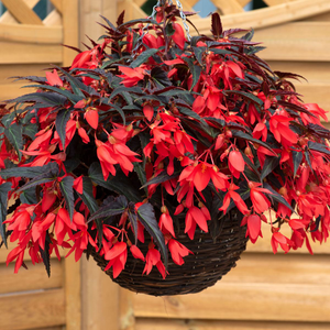 Begonia Starshine Bronze Red | Tray of 28 Value Large Plug Plants