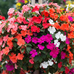Impatien Beacon Mix | Tray of 142 Plug Plants