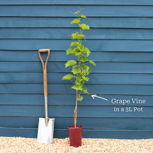 'Sultana Seedless' Grape Vine
