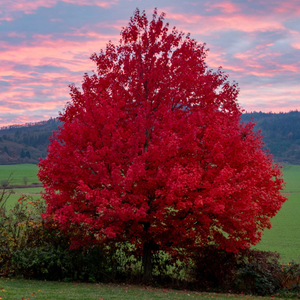 Freeman Maple Tree | Acer x freemanii 'Celebration'