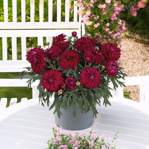 Argyranthemum Santorini Double Cherry | 5 x 6cm Garden Ready Biodegradable Potted Plants