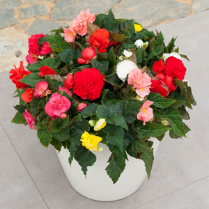 Begonia Fortune Mixed | Tray of 84 Large Plug Plants