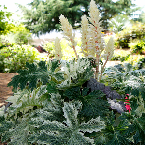 Acanthus 'Whitewater'