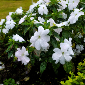 Arabian Jasmine