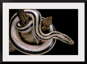 Mexican Rosy Boa (Lichanura trivirgata trivirgata)