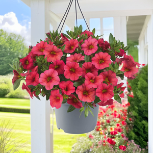 Calibrachoa Cabaret Early Coral | 5 x 6cm Garden Ready Biodegradable Potted Plants