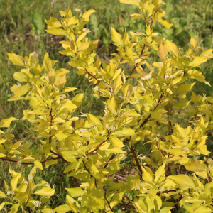 Cornus alba 'Aurea'