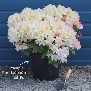Rhododendron 'Jolie Madame'