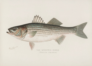 Striped Bass (Roccus Lineatus) - Vintage Fish Illustration - Printed on Paper | Canvas | Canvas with Frame | Metal