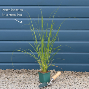 Chinese Fountain Grass 'Hameln' | Pennisetum alopecuroides