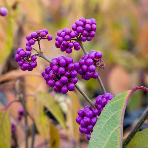 Callicarpa Bodinieri 'Profusion'