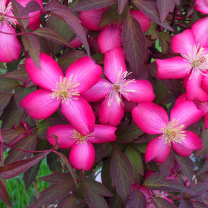 Clematis montana 'Red Velvet Truffle'