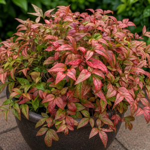 Nandina 'Fire Power'