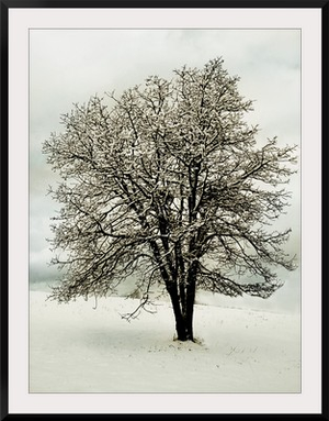 Snow White Tree